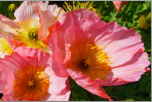 Kanadischer Mohn